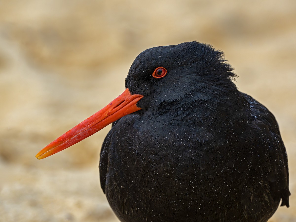Yeni Zelanda Kara Poyrazkuşu - ML646896288