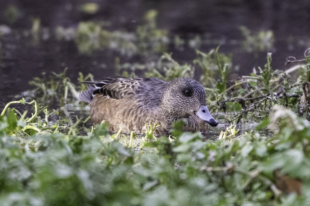 Canard d'Amérique - ML646896290