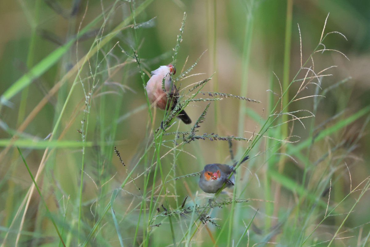 Orange-cheeked Waxbill - ML646896292