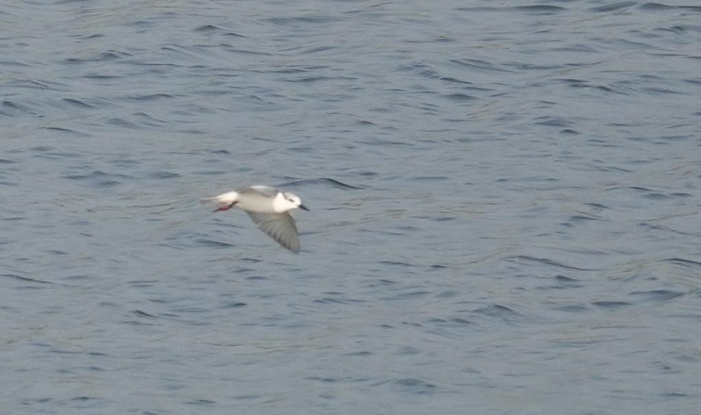 Whiskered Tern - ML646896293