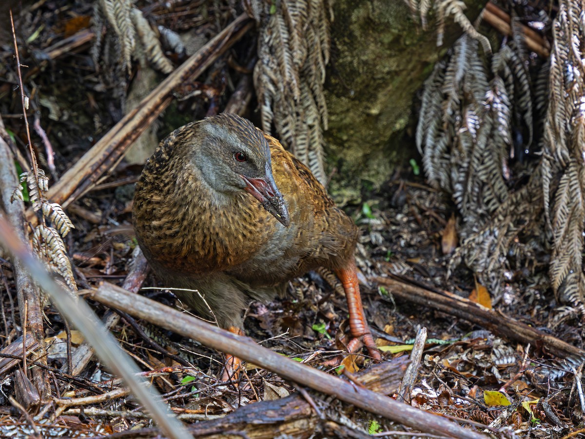 Weka - ML646896294