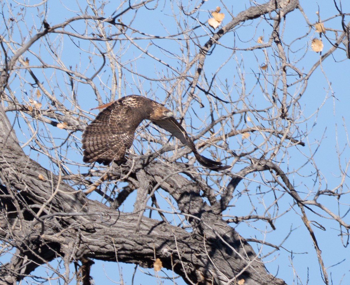 Red-tailed Hawk - ML646896295