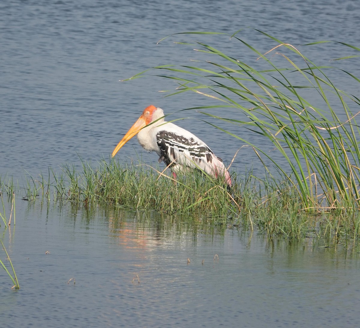 Painted Stork - ML646896296
