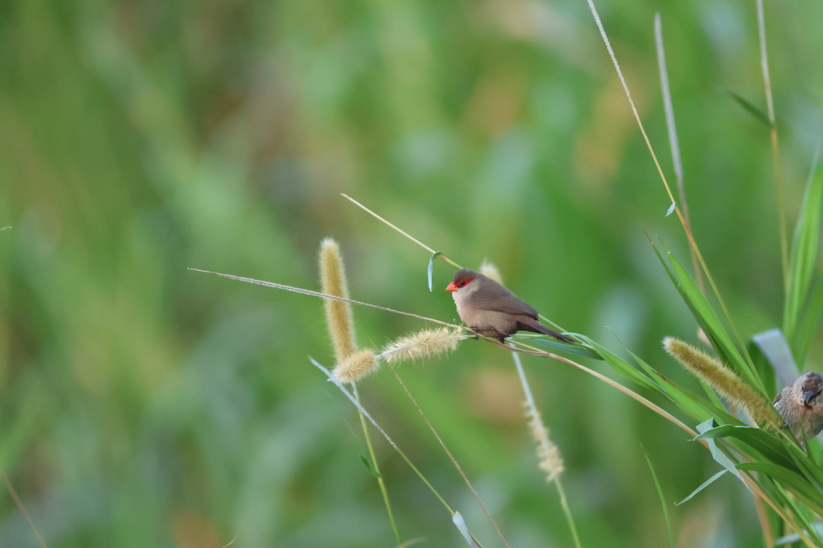 Common Waxbill - ML646896297