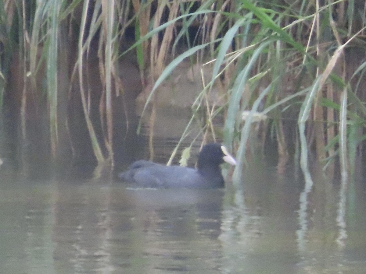 オオバン - ML646896299