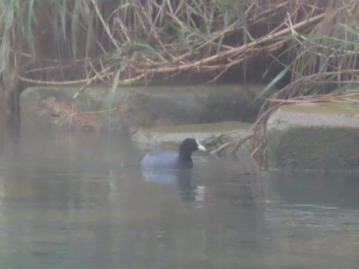 オオバン - ML646896300