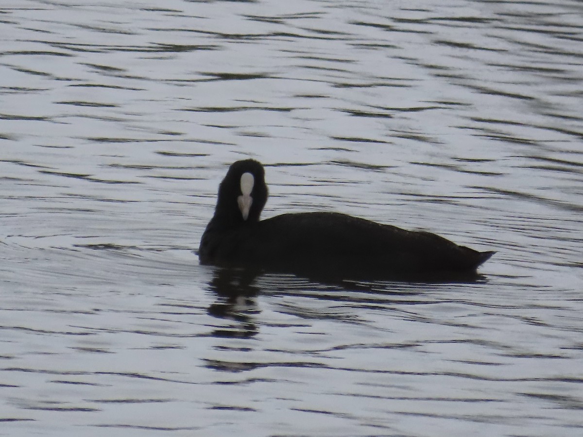 オオバン - ML646896301