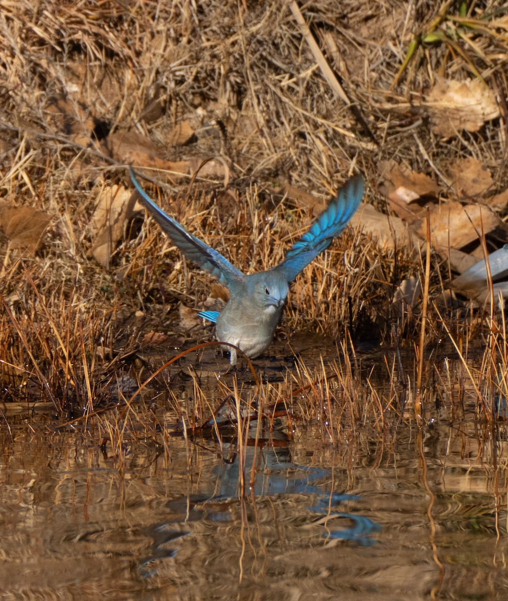 Mountain Bluebird - ML646896305