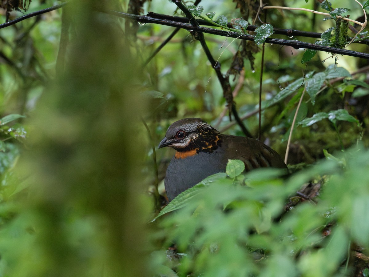 Rufous-throated Partridge - ML646896307