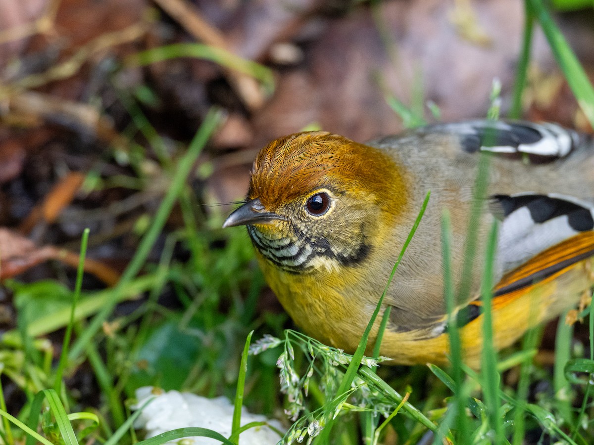 Chestnut-tailed Minla - ML646896309