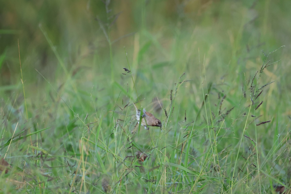 Scaly-breasted Munia - ML646896311