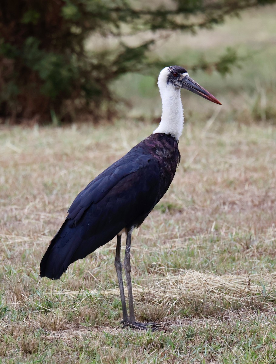 African Woolly-necked Stork - ML646896312
