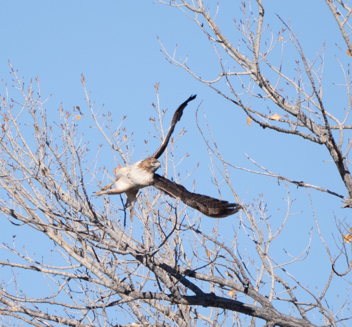 Red-tailed Hawk - ML646896323
