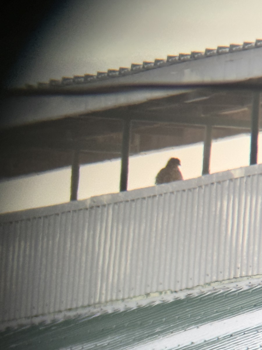 Cooper's Hawk - ML646896334