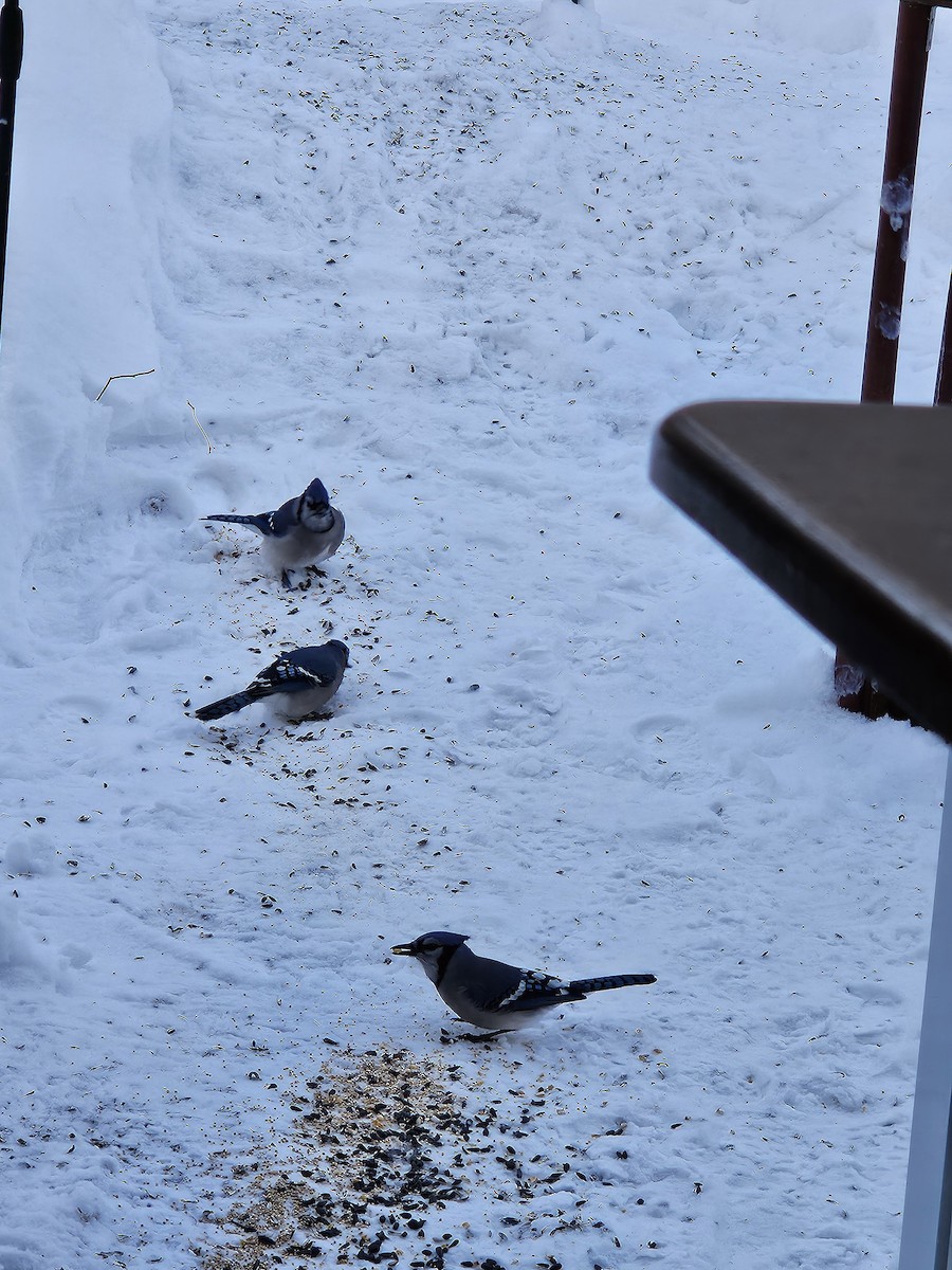 Blue Jay - ML646896335