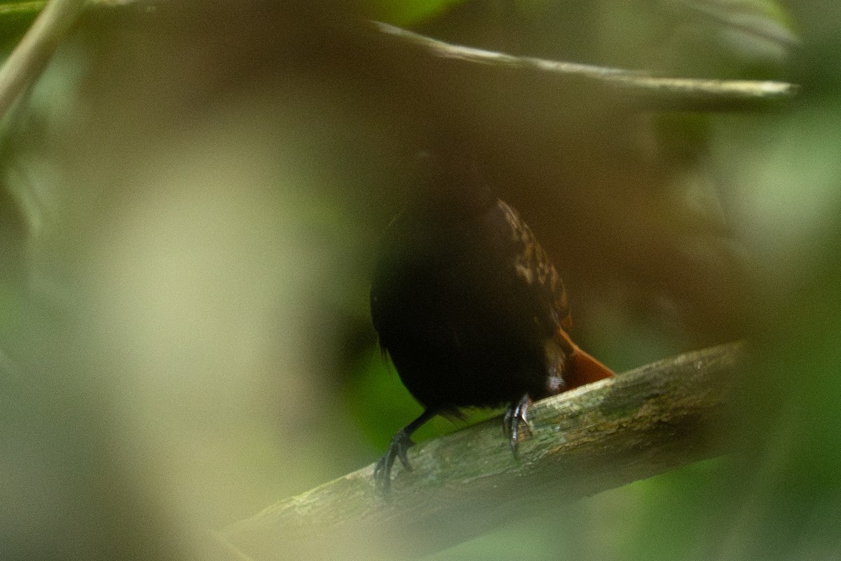 Black-spotted Bare-eye - ML646896336