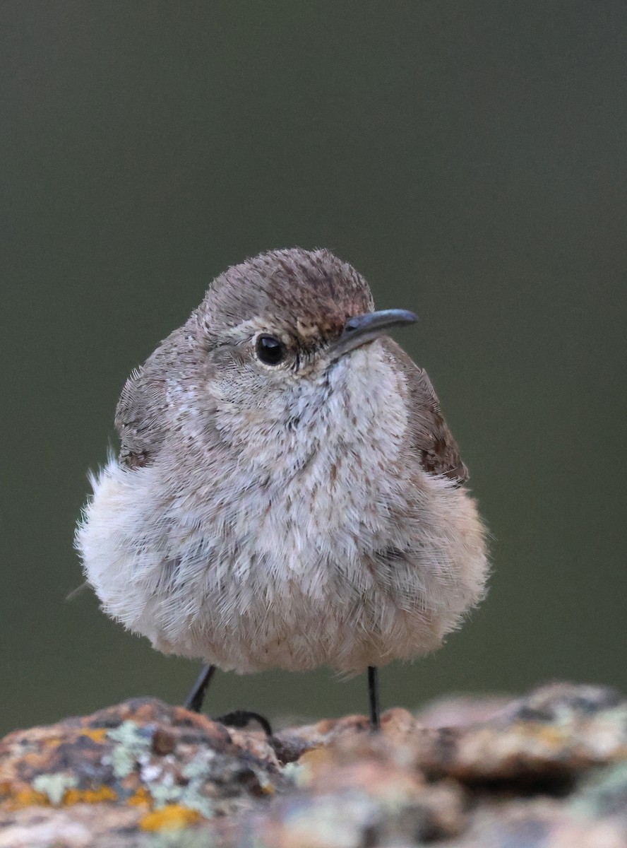 Cucarachero Roquero - ML646896340