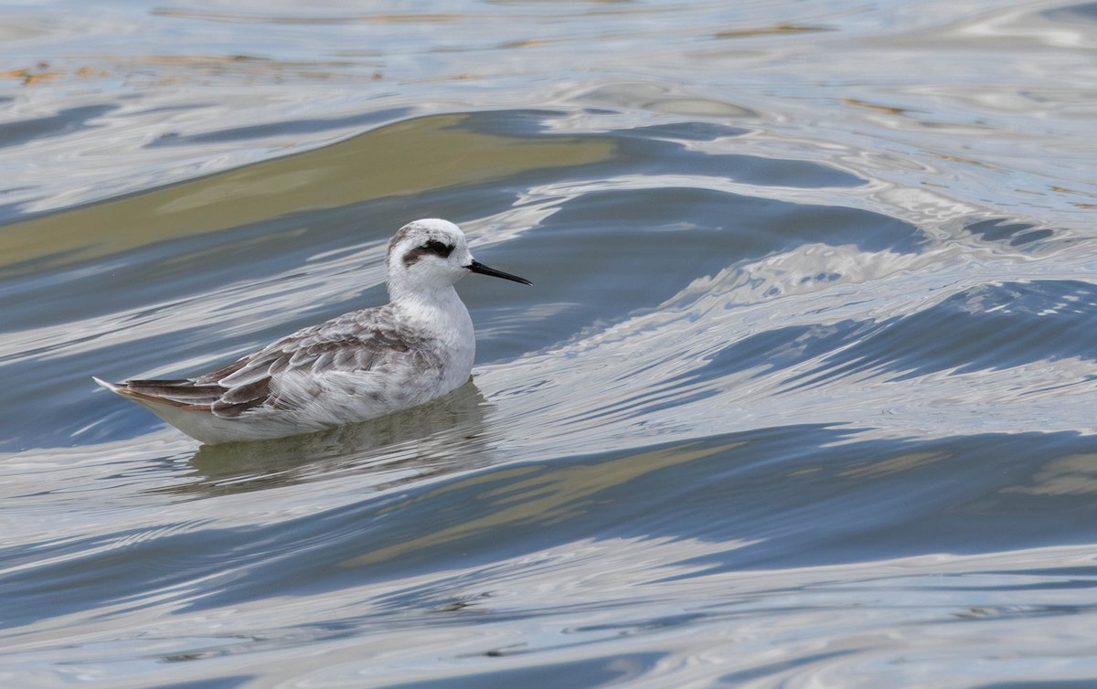 Odinshühnchen - ML646896342