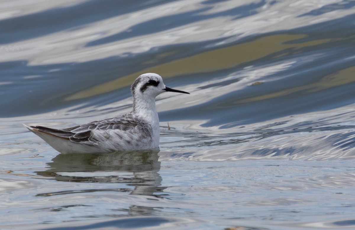 Odinshühnchen - ML646896343