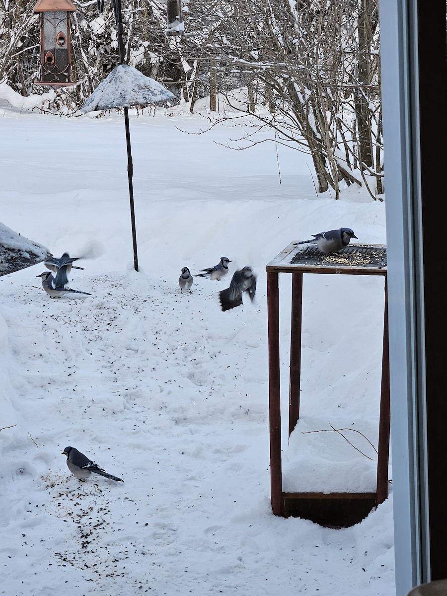 Blue Jay - ML646896347