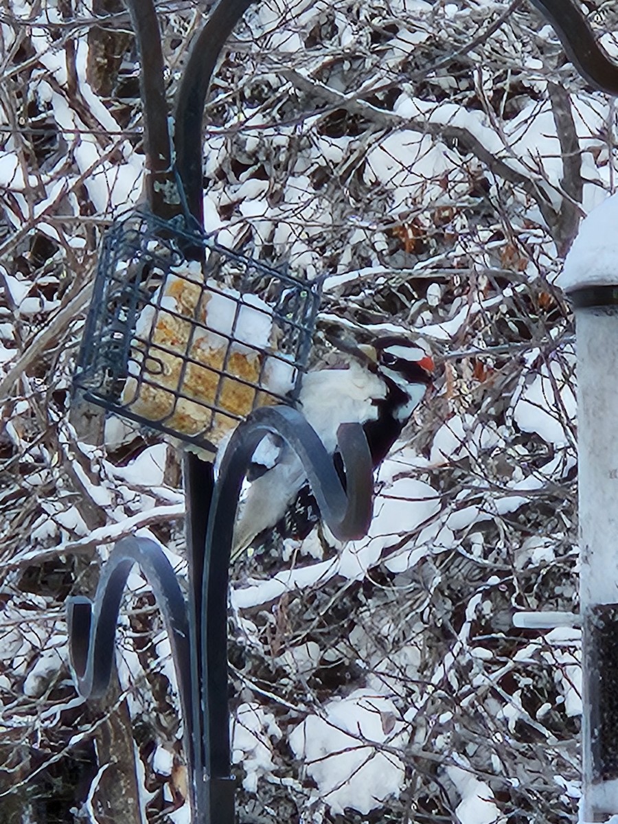 Hairy Woodpecker - ML646896363