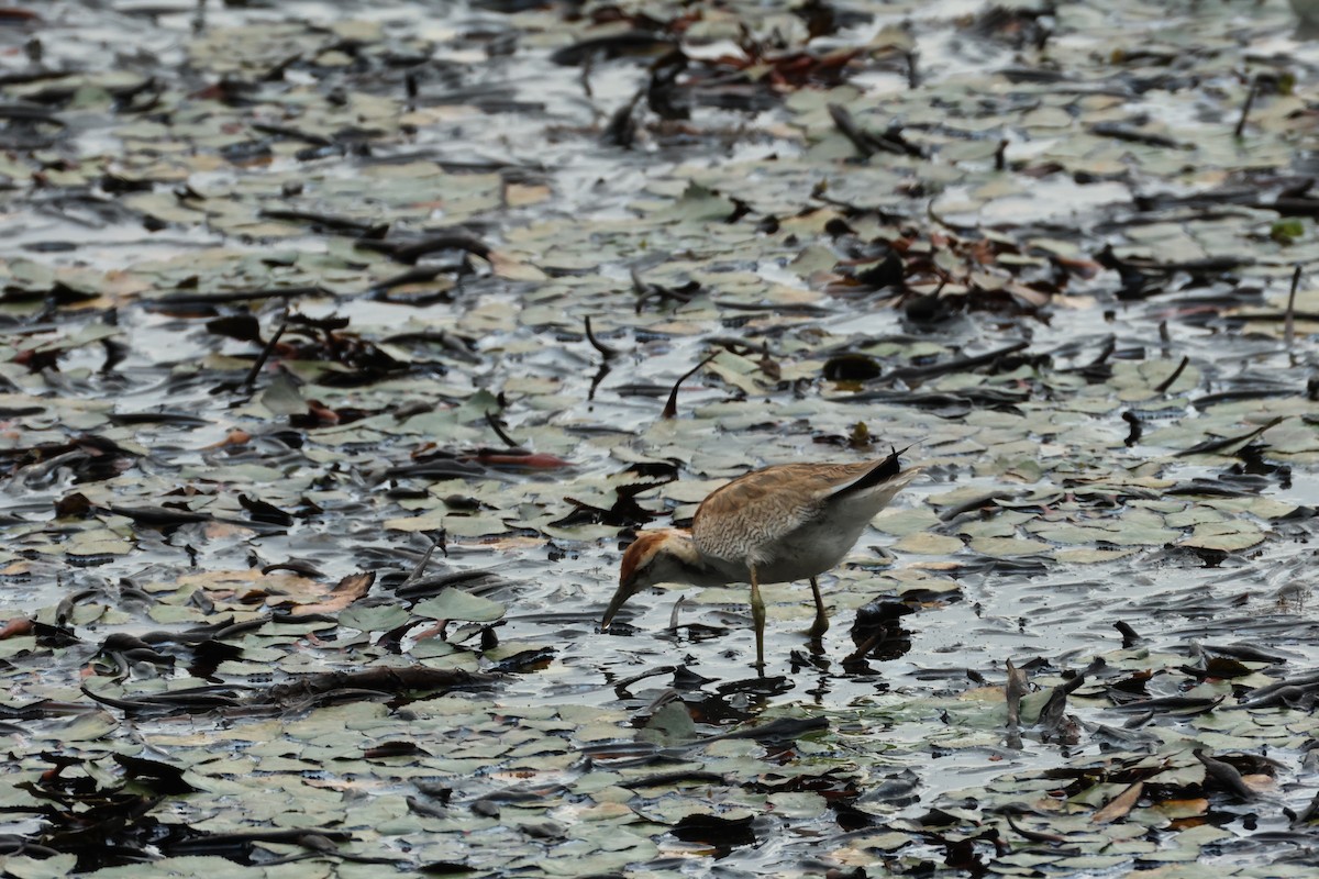 Pheasant-tailed Jacana - ML646896368