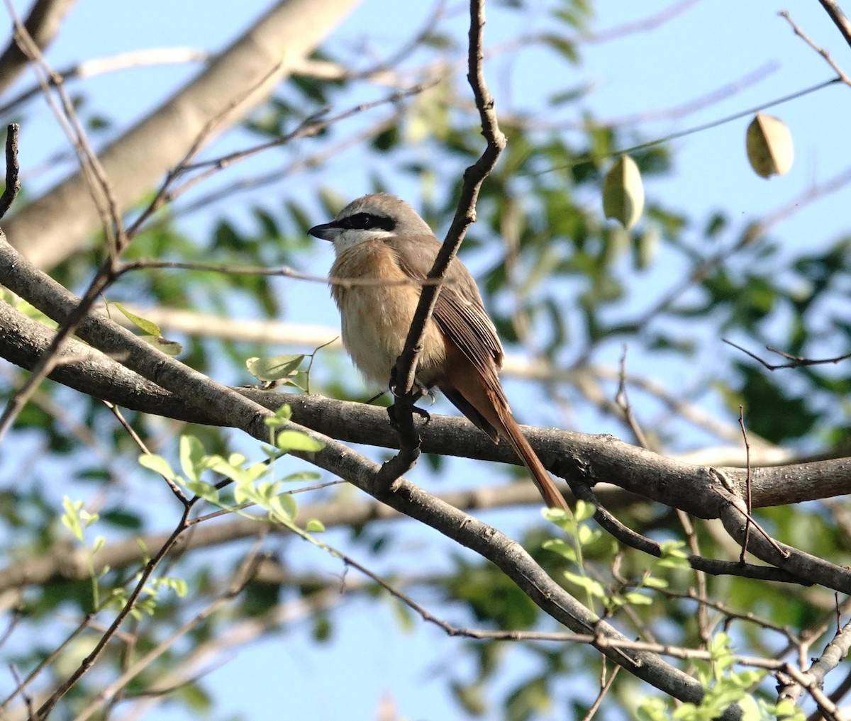 Brown Shrike - ML646896369