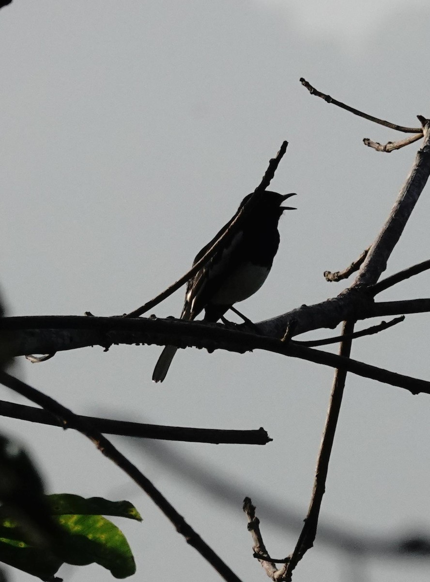 Oriental Magpie-Robin - ML646896370