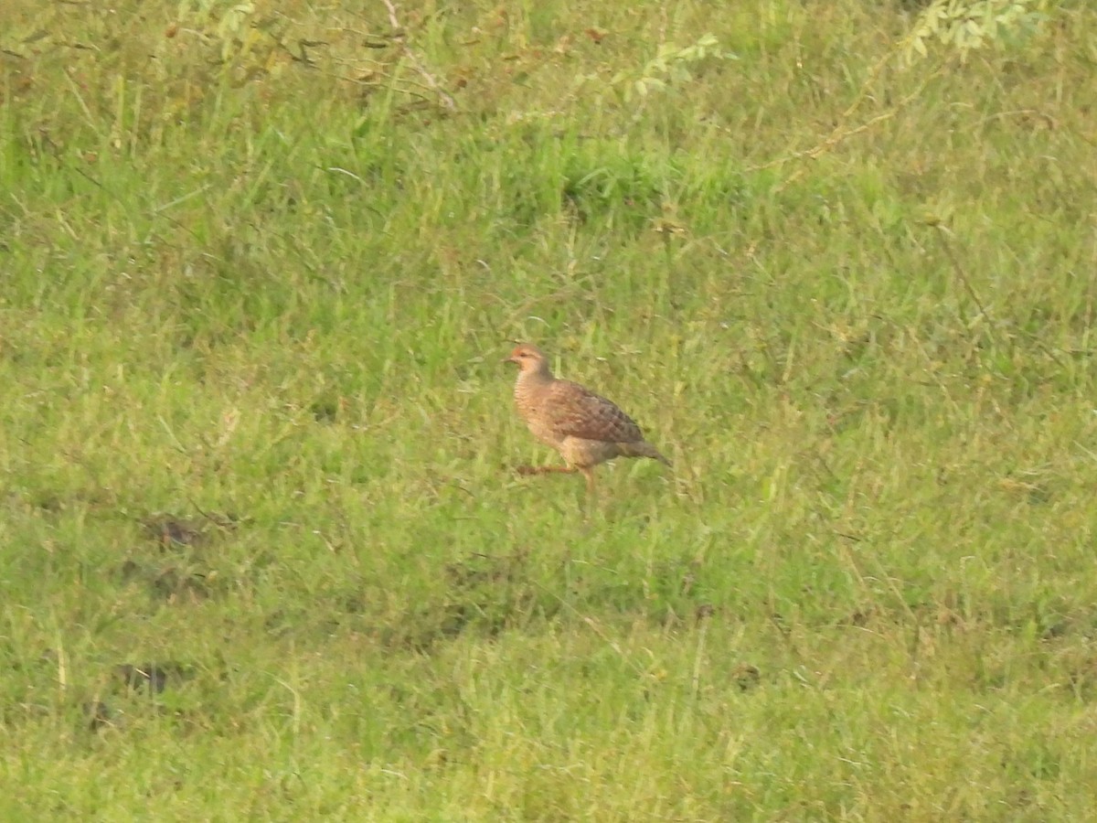 Gray Francolin - ML646896373