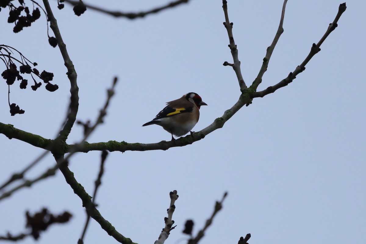 ゴシキヒワ - ML646896376