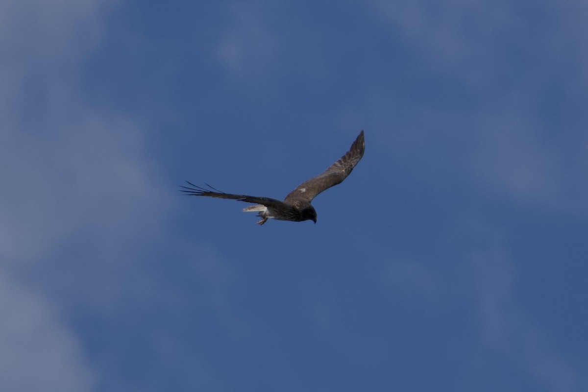 moták tichomořský - ML646896387