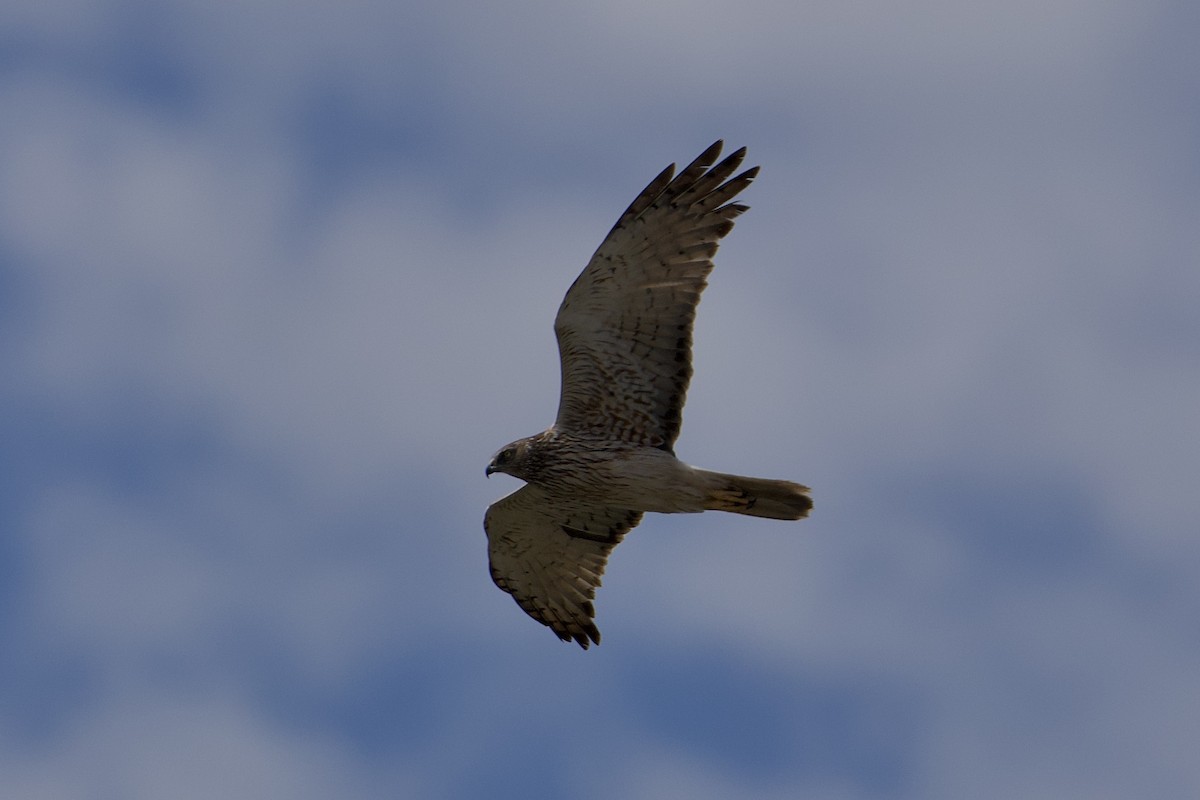 moták tichomořský - ML646896388