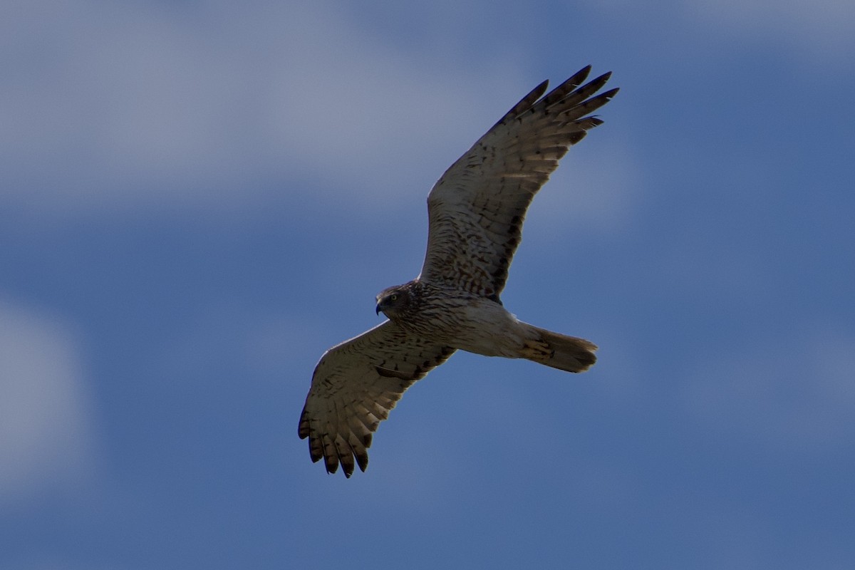 moták tichomořský - ML646896389