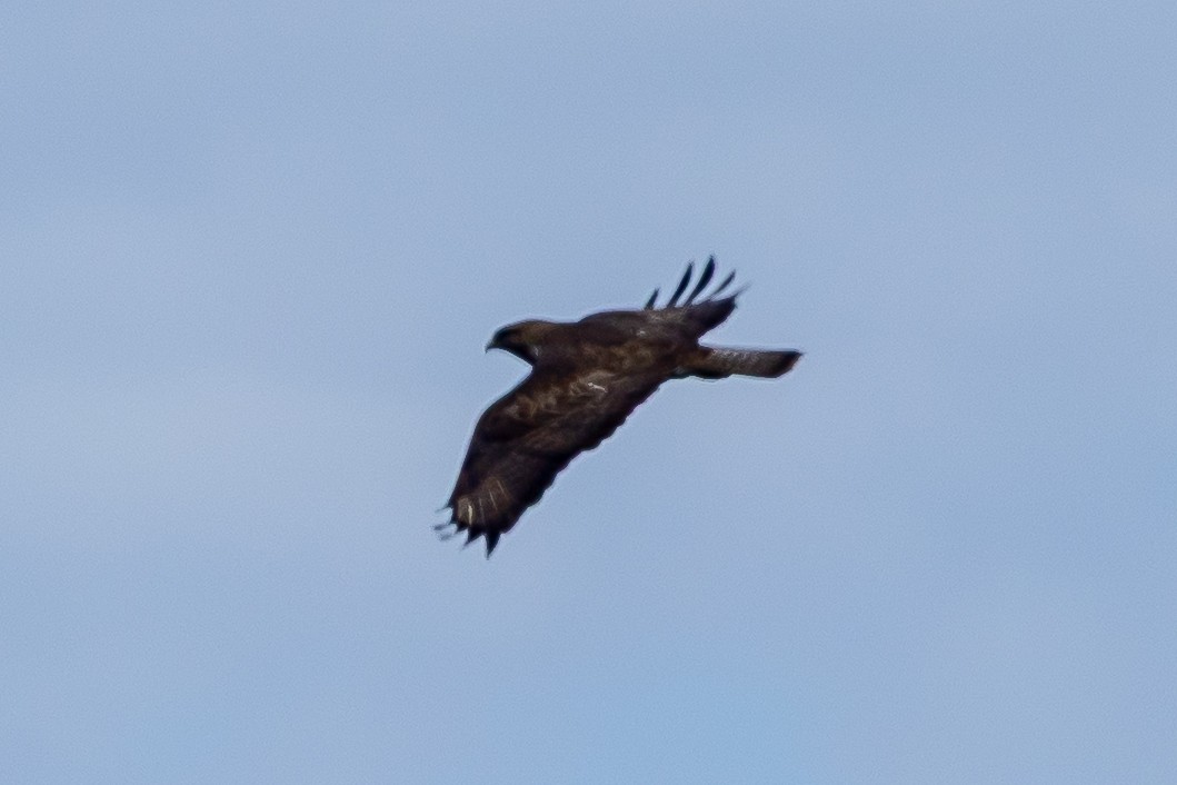 Common Buzzard (Steppe) - ML646896391