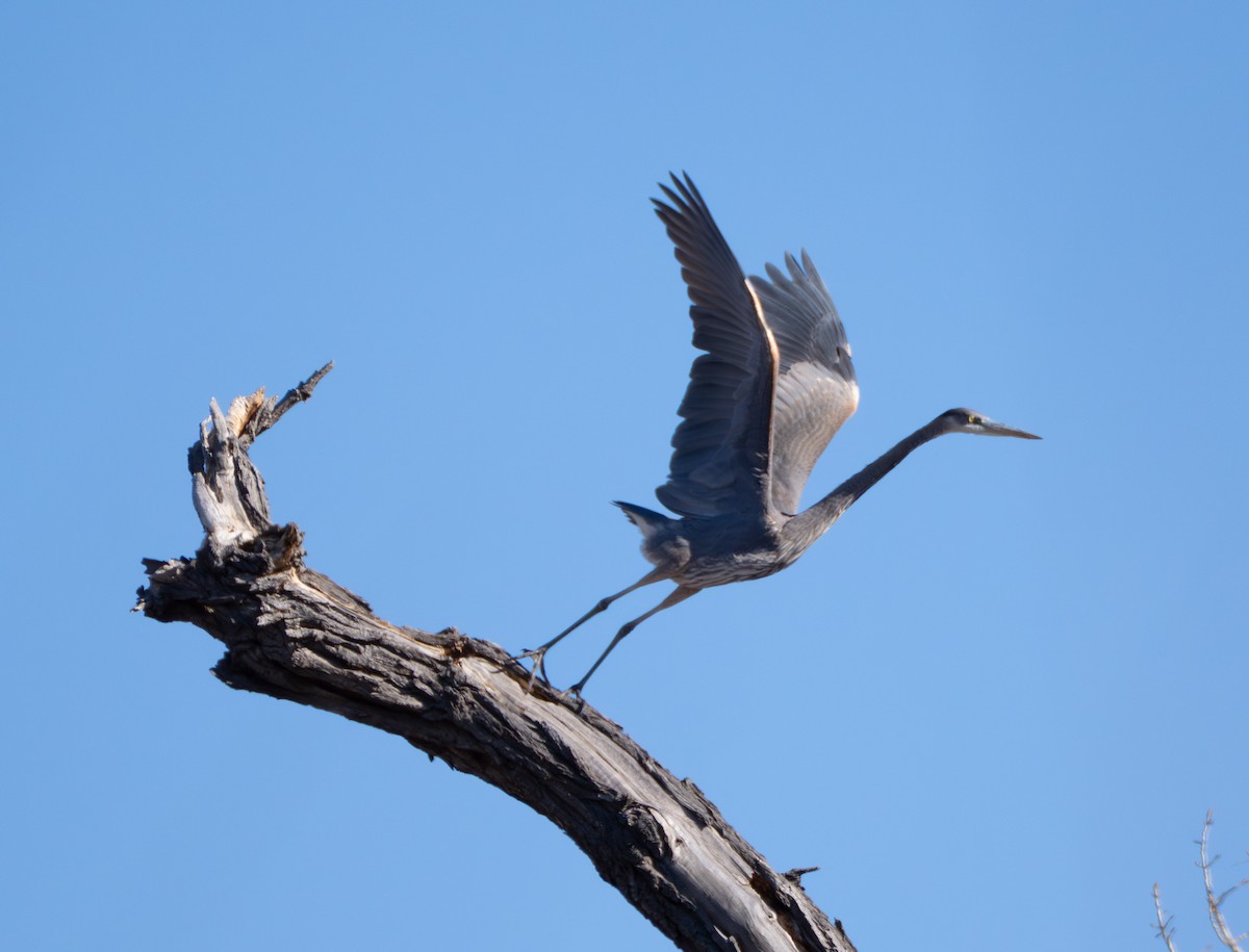 Great Blue Heron - ML646896392