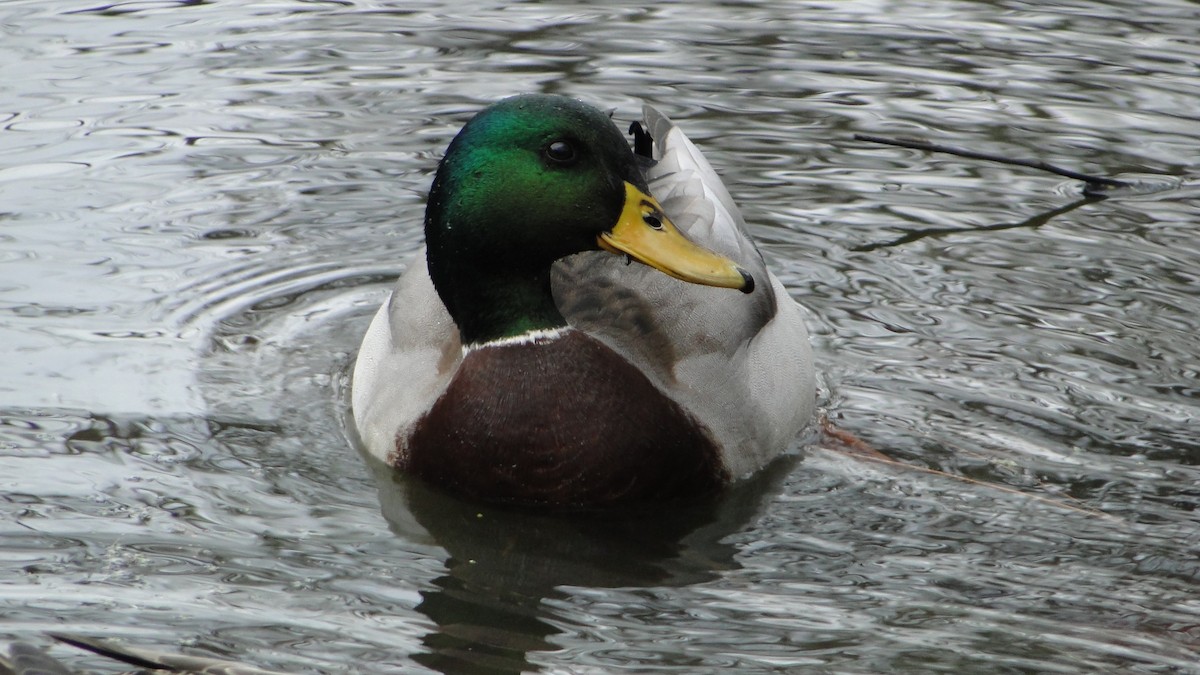 綠頭鴨 - ML646896393