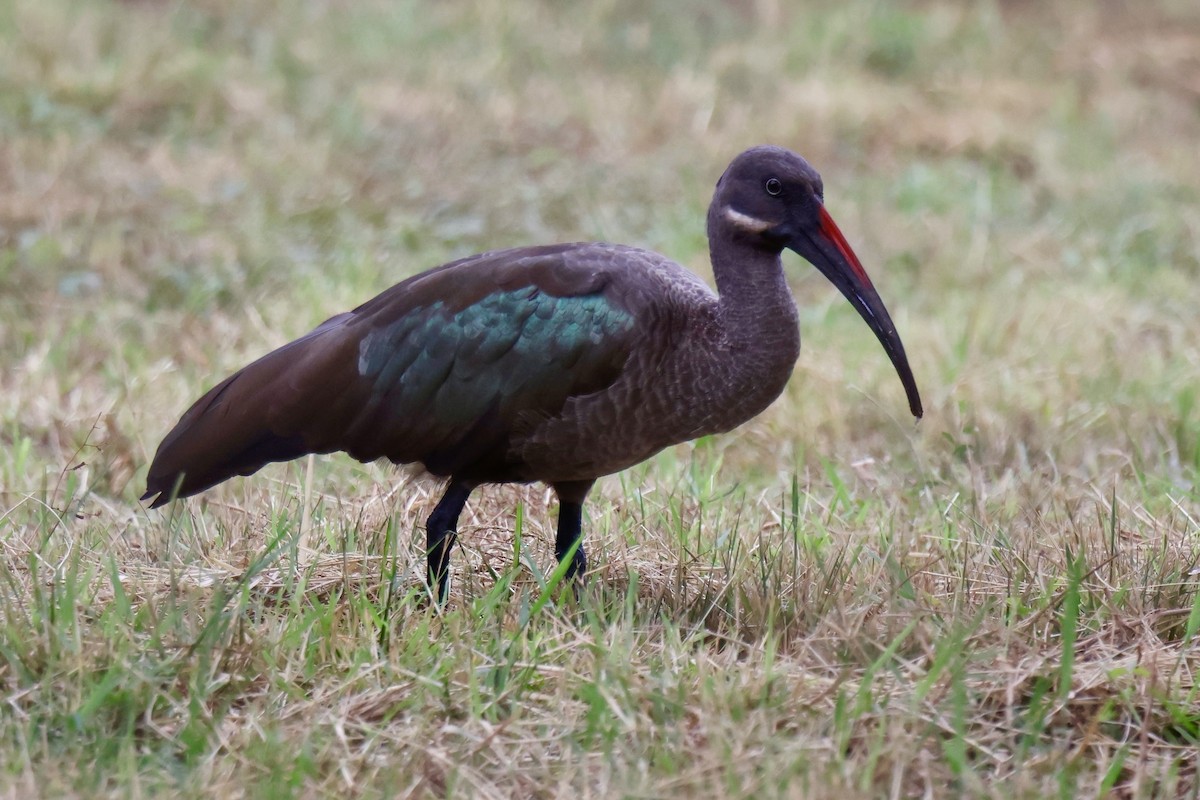 Hadada Ibis - ML646896395