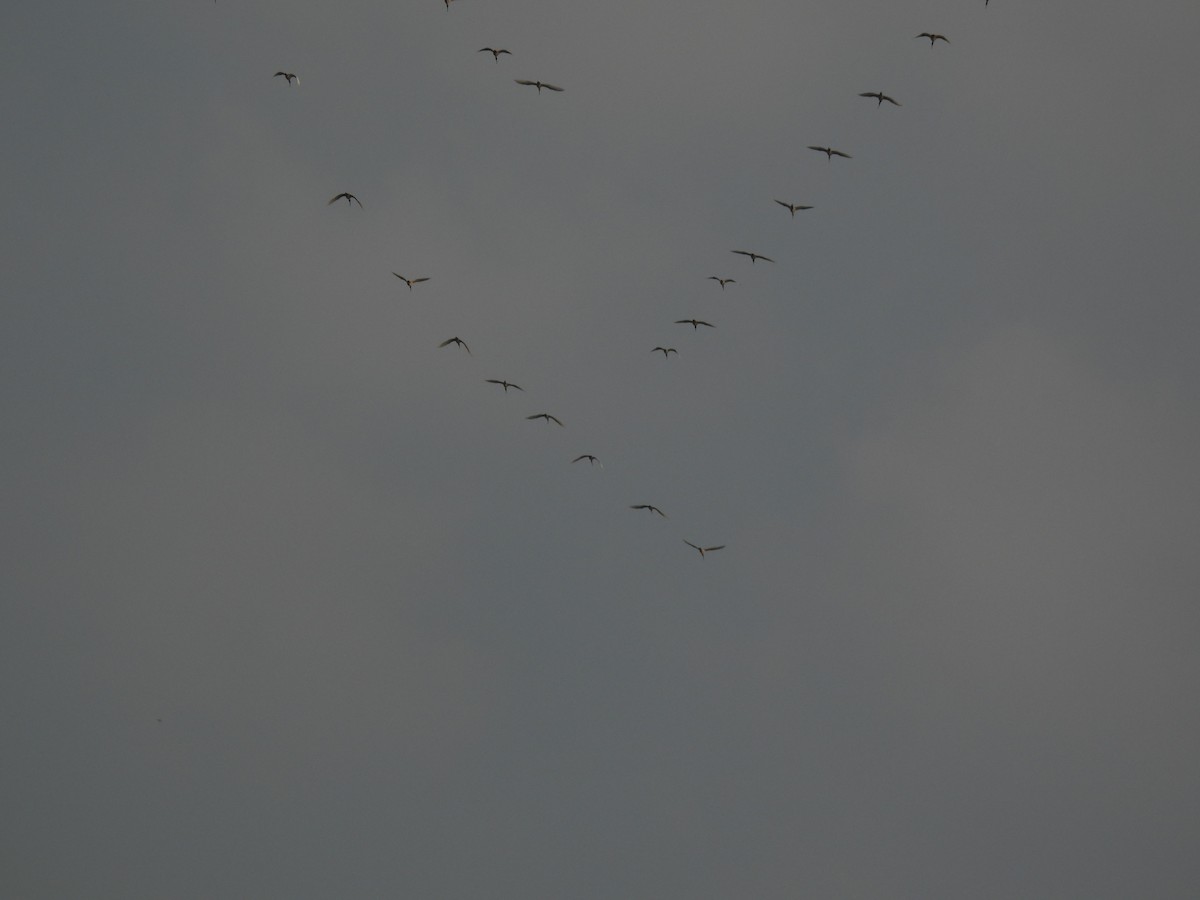 Black-headed Ibis - ML646896396