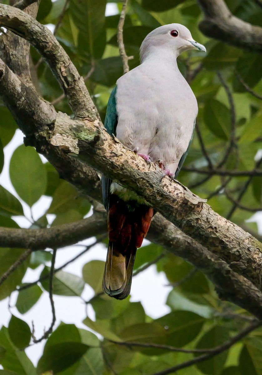 holub kovový - ML646896397