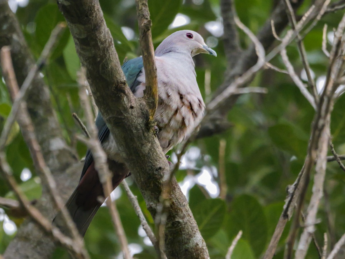 holub kovový - ML646896398