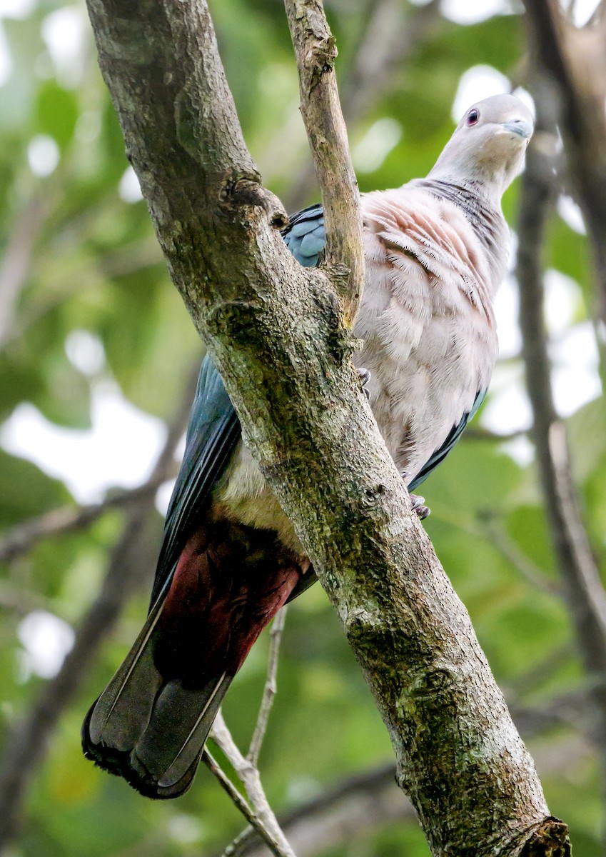 holub kovový - ML646896399