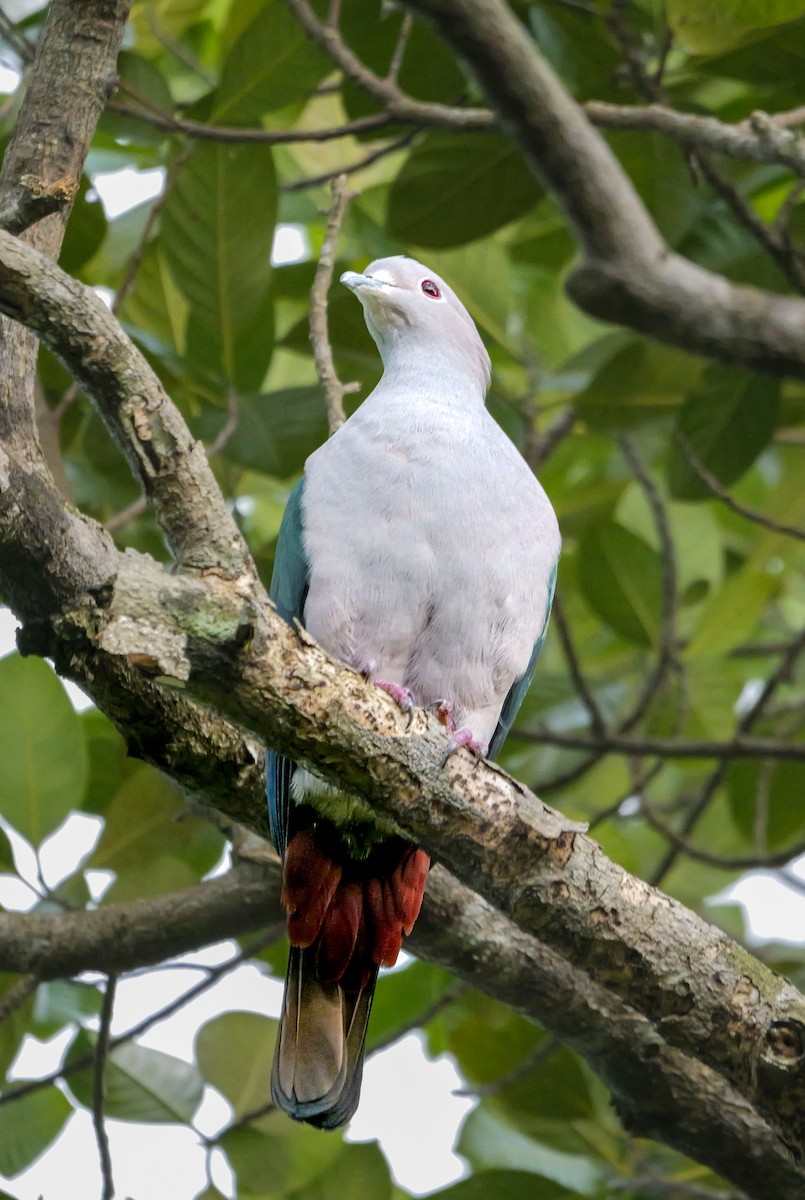 holub kovový - ML646896400