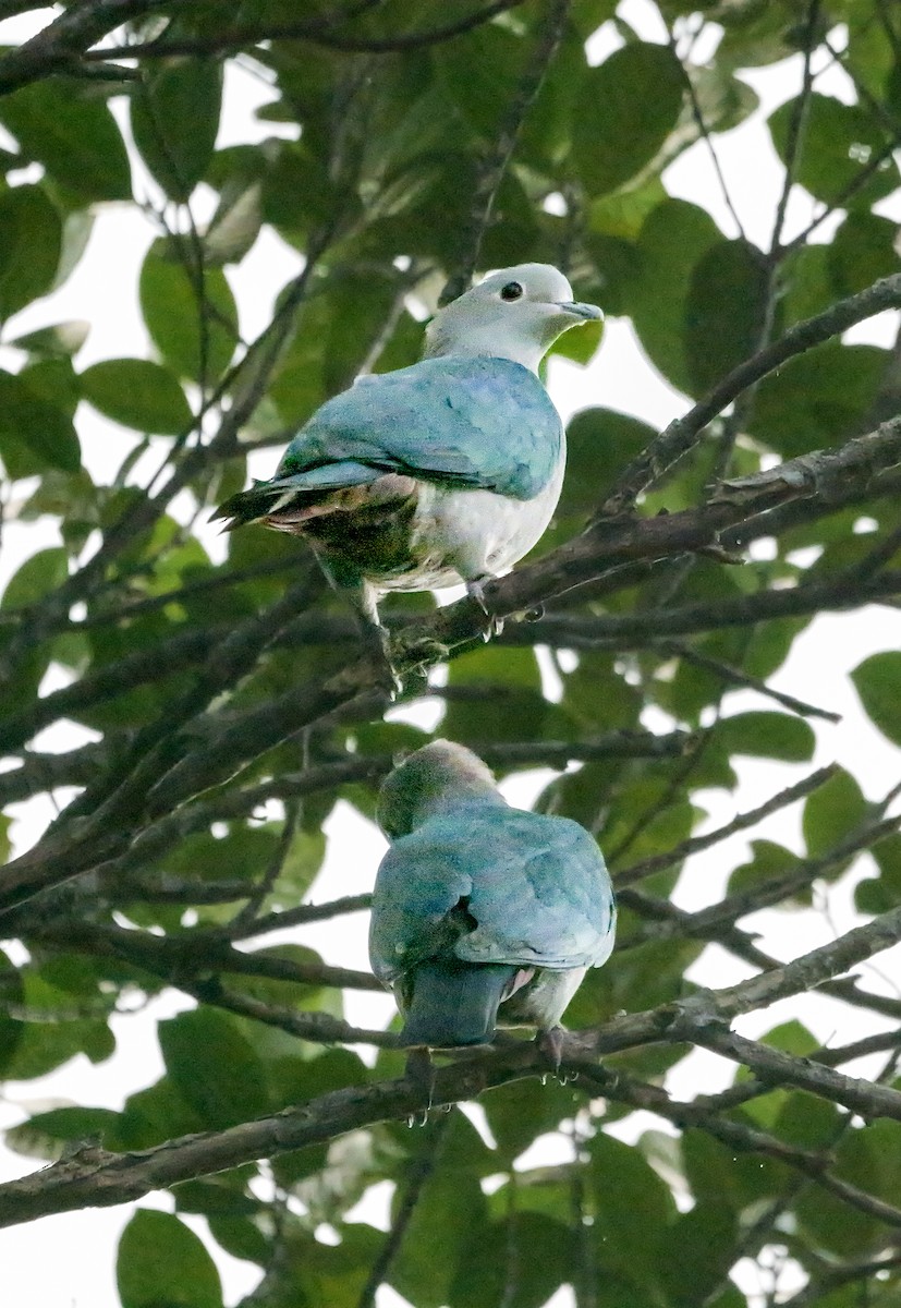 holub kovový - ML646896401