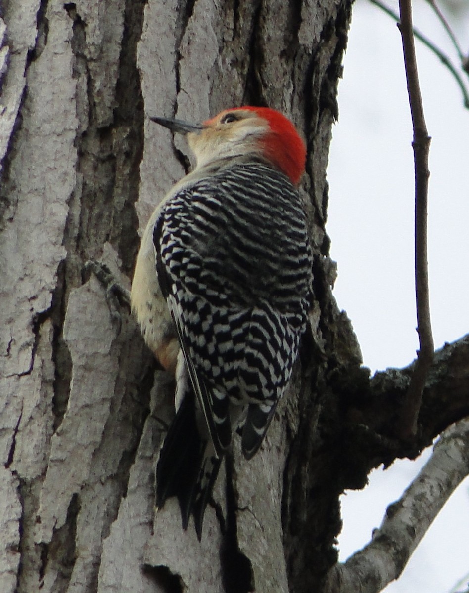 Red-bellied Woodpecker - ML646896402