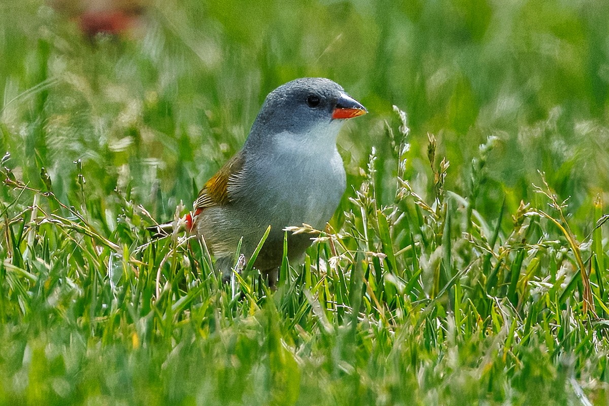 Swee Waxbill - ML646896403
