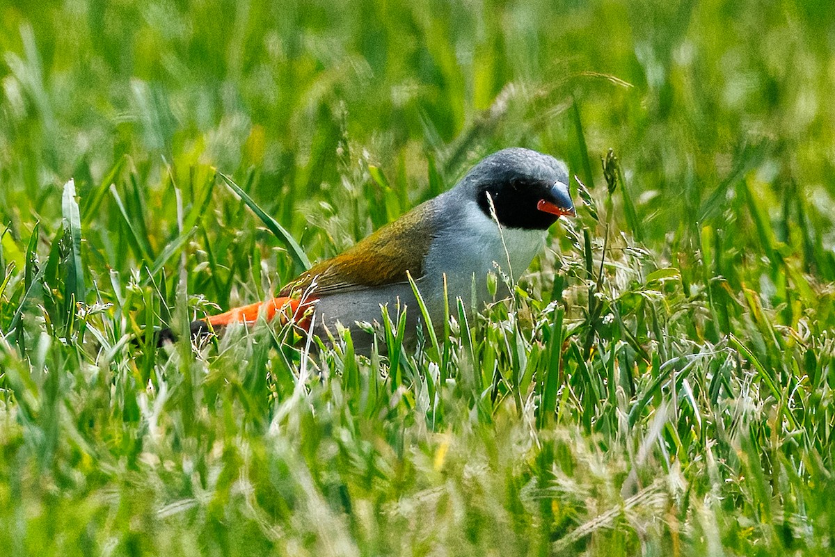 Swee Waxbill - ML646896404