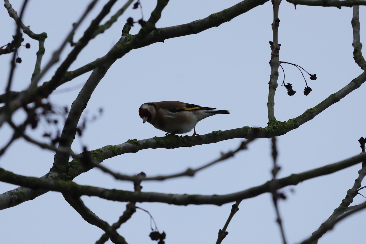 ゴシキヒワ - ML646896410