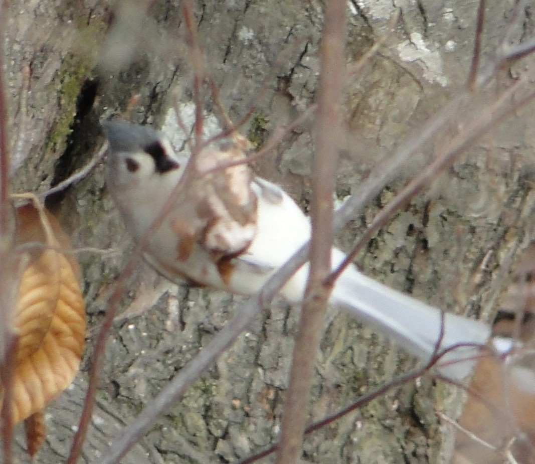 Tufted Titmouse - ML646896413