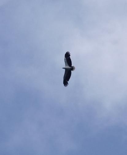 White-bellied Sea-Eagle - ML646896415
