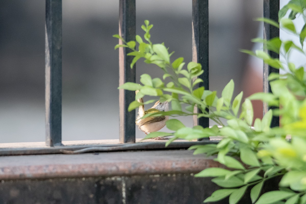 langstjertskredderfugl - ML646896416